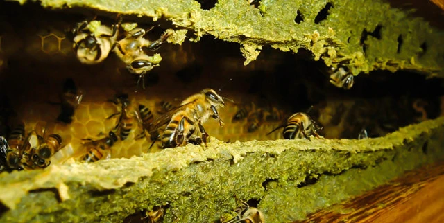 Keo ong giúp bảo vệ tổ ong
