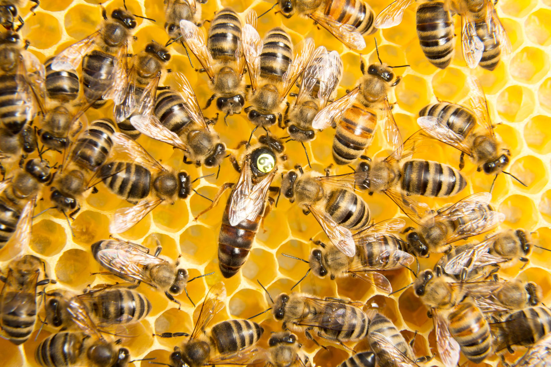 Ong thợ chịu trách nhiệm chính tạo ra mật ong
