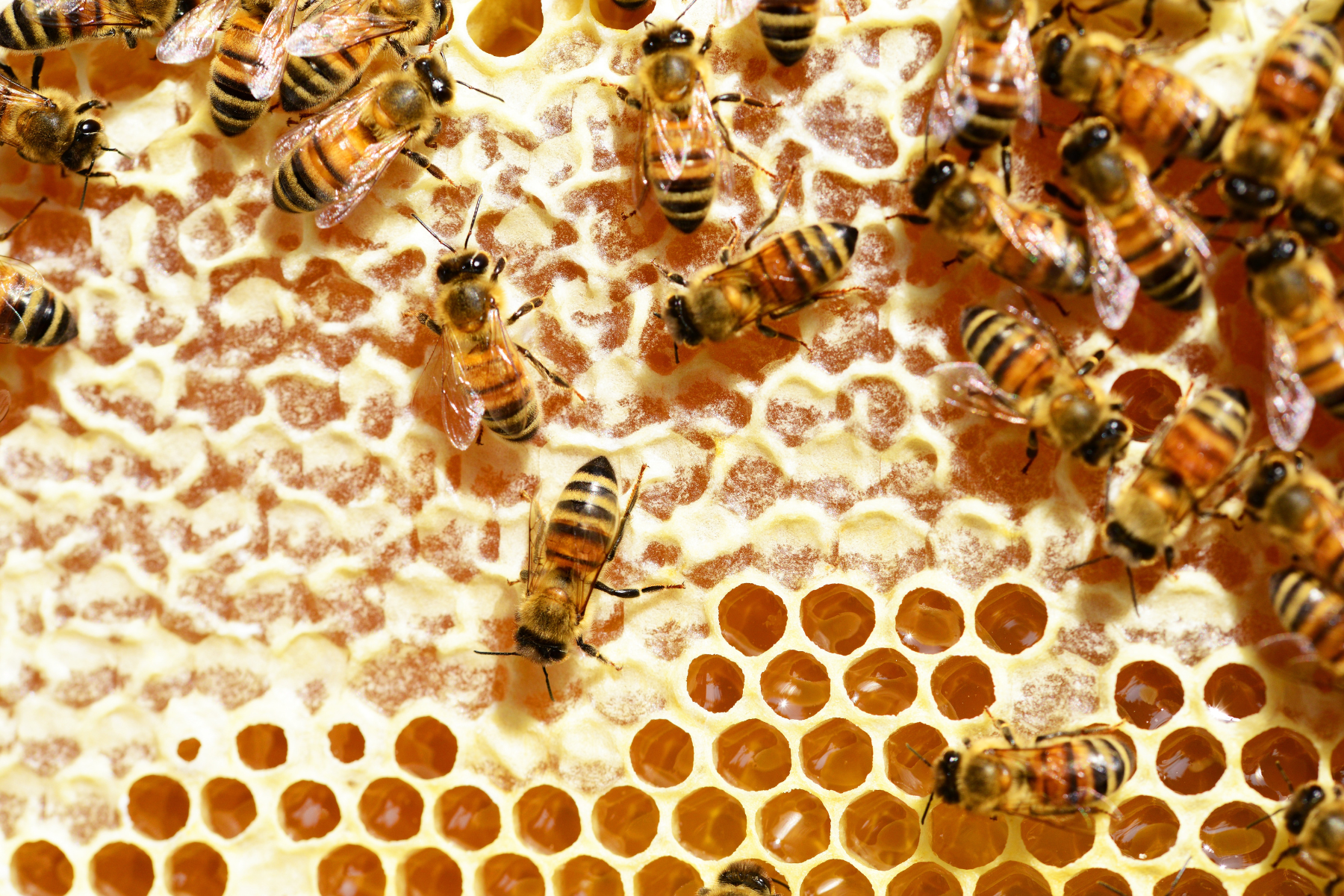 Ong thợ tạo ra mật ong cần sự đoàn kết từ ong thợ