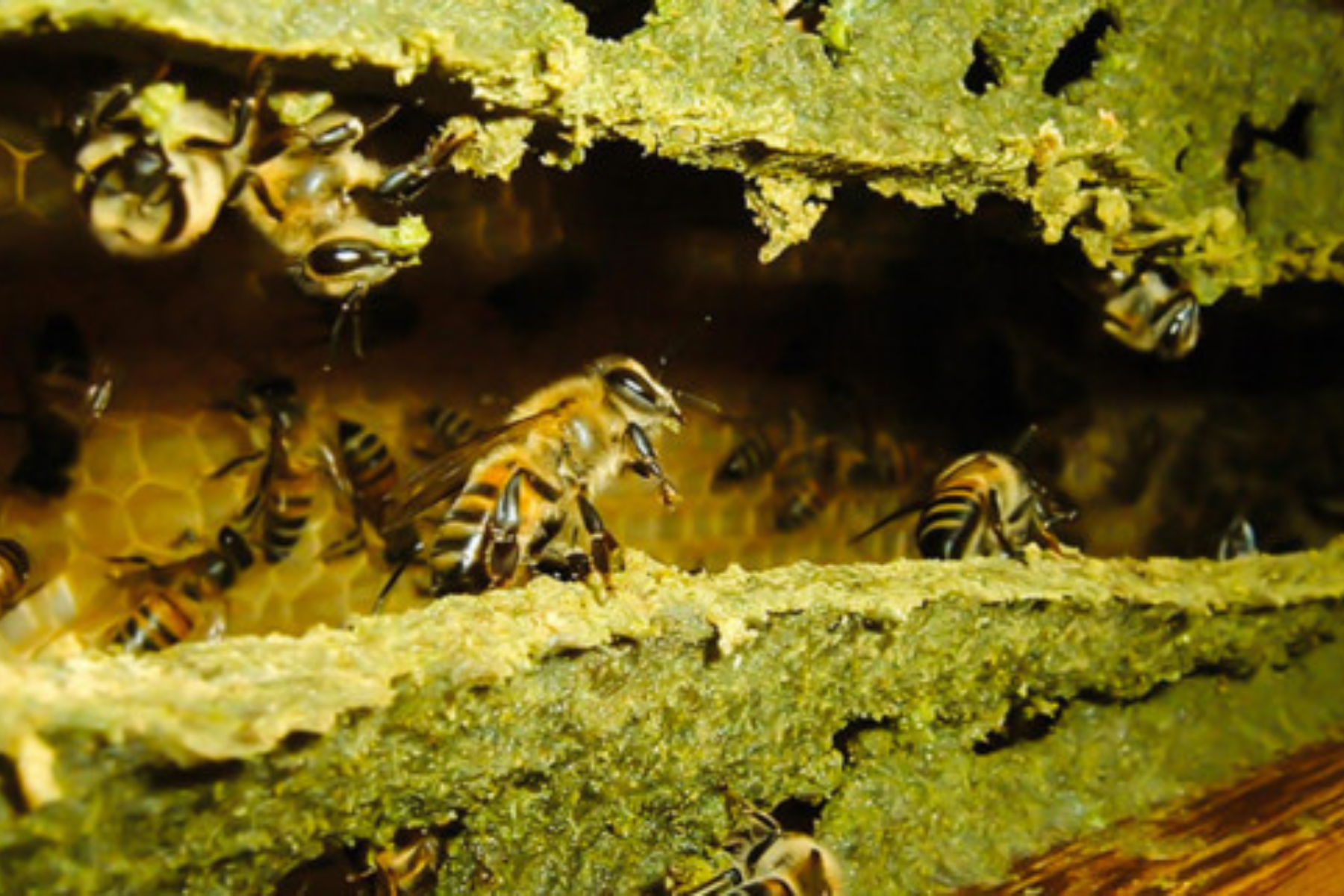 Keo ong xanh chiết xuất bằng công nghệ EPP-AF được đánh giá cao trên thị trường