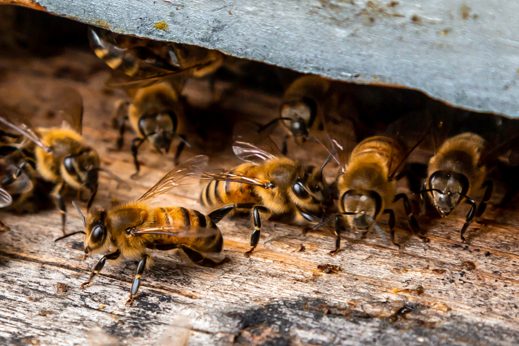 Vòng đời của loài ong gồm bao nhiêu giai đoạn?